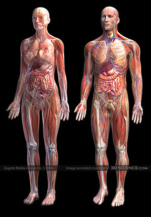 http://2.bp.blogspot.com/_eJzaq6PzD-w/ScyXiS6-API/AAAAAAAAAAw/h91MQ0yf2Gc/S670/300px-Human-anatomy-zygote.jpg