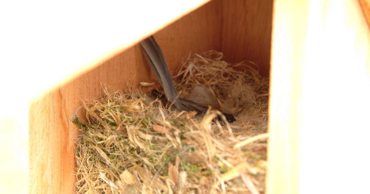 Colvin Run Habitat: Chickadees Nesting in the Bluebird House