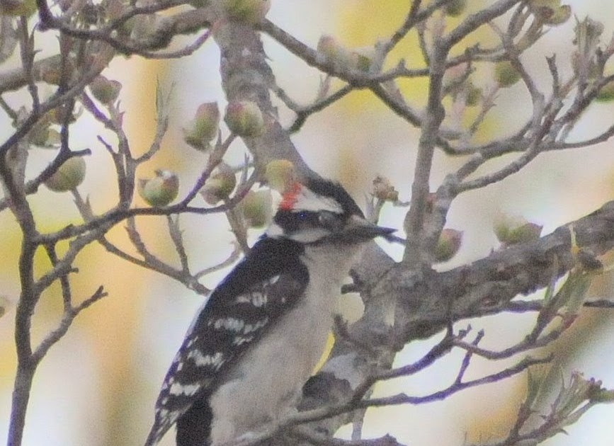 Colvin Run Habitat: A Walk Through the Habitat: Downy Woodpecker