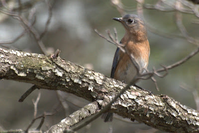 Colvin Run Habitat: Eastern Bluebirds Arrive