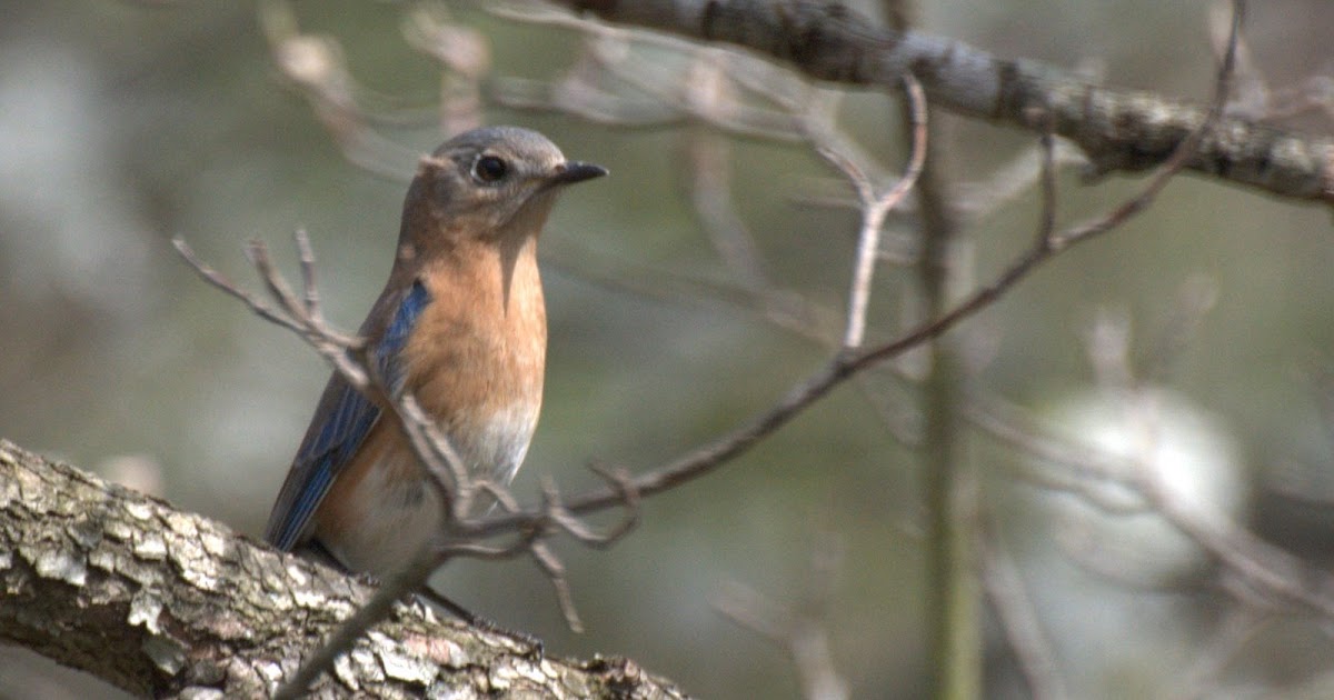 Colvin Run Habitat: Eastern Bluebirds Arrive