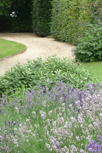 French Lavender