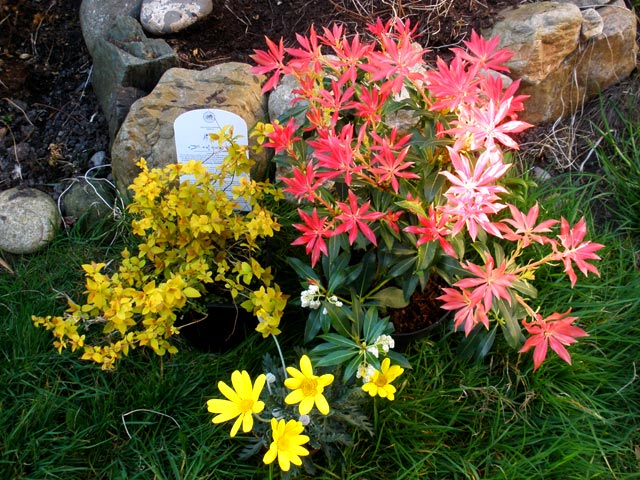 Pieris Japonica Flaming Silver In Late Spring Four Seasons