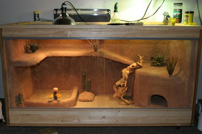 best-cages-for-bearded-dragon-2.jpg best-cages-for-bearded-dragon-2.jpg