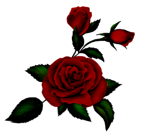 [05RoseMD~DVDM-777943.png]