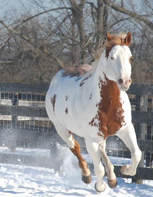 DONS PHOTO & SITES. bis Wild+Mustang+by+Simson