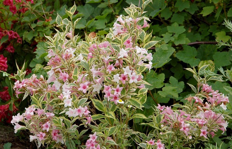 Weigela Florida Variegata Slubne Suknie Info