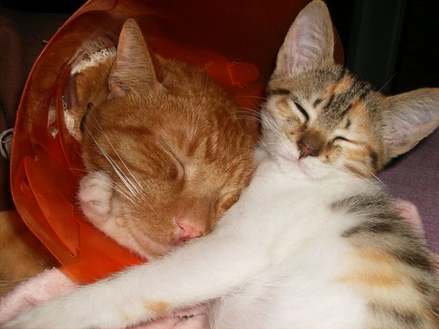 [Carlota+Simpson.JPG]