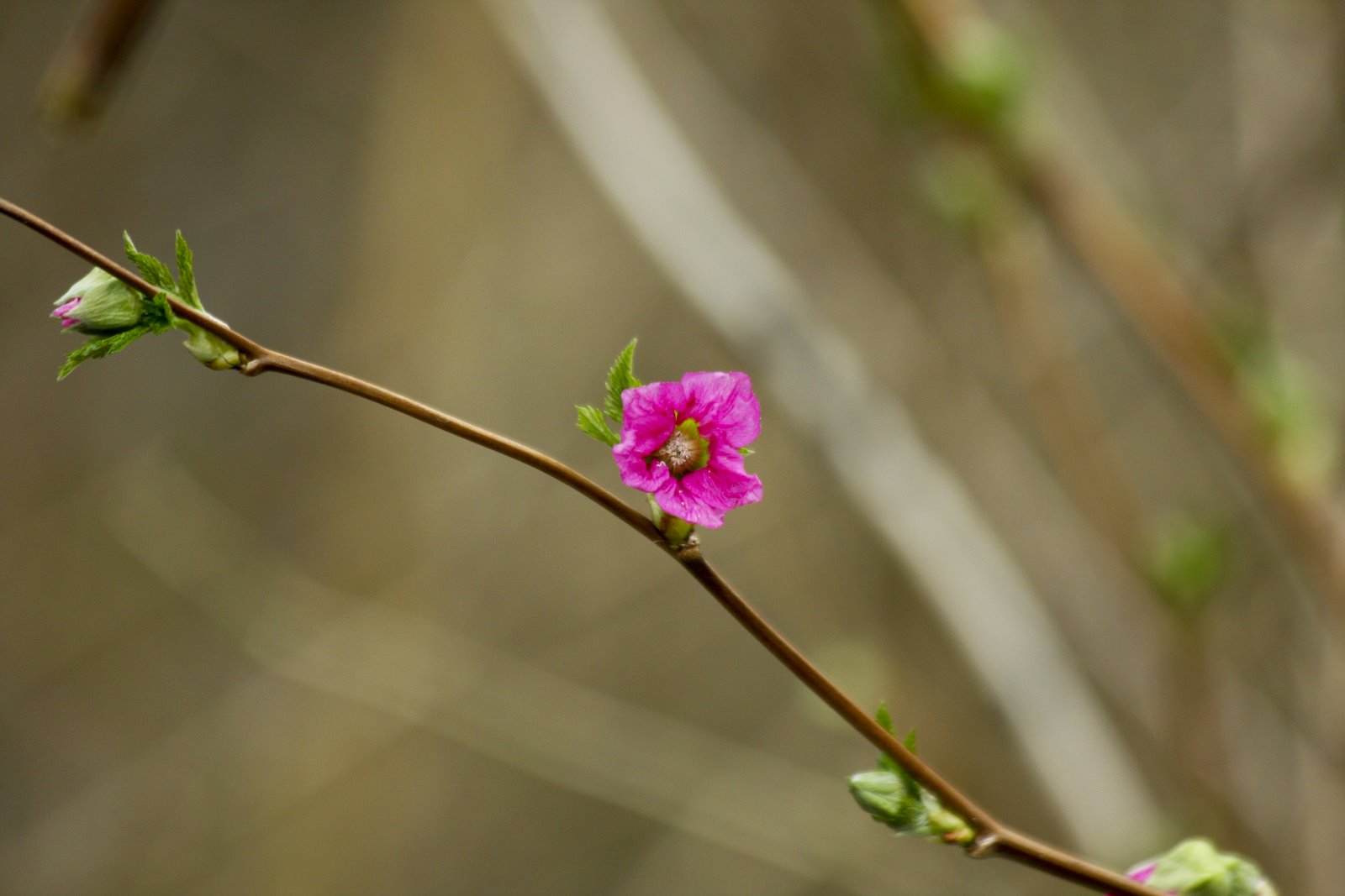 [Spring+Has+Arrived.jpg]