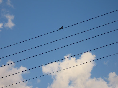 bird on wire