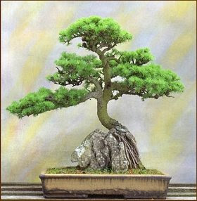 فن تقزيم الأشجار .. البونساي الياباني. 1+%2821%29