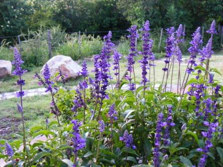 [DSCF1064-peque.JPG]