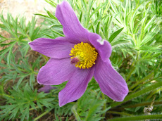 Pasque flower