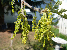 Oak Tree