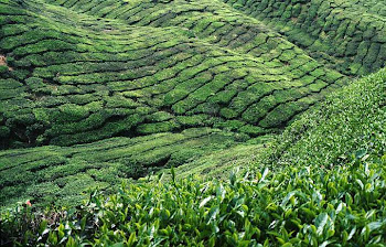 CAMERON HIGHLAND