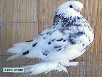 Burung Merpati Jenis Burung Merpati Jenis