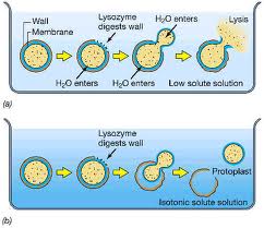 Anatomia Vagetal Celula Y Comunicacion