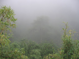 The cloud forest