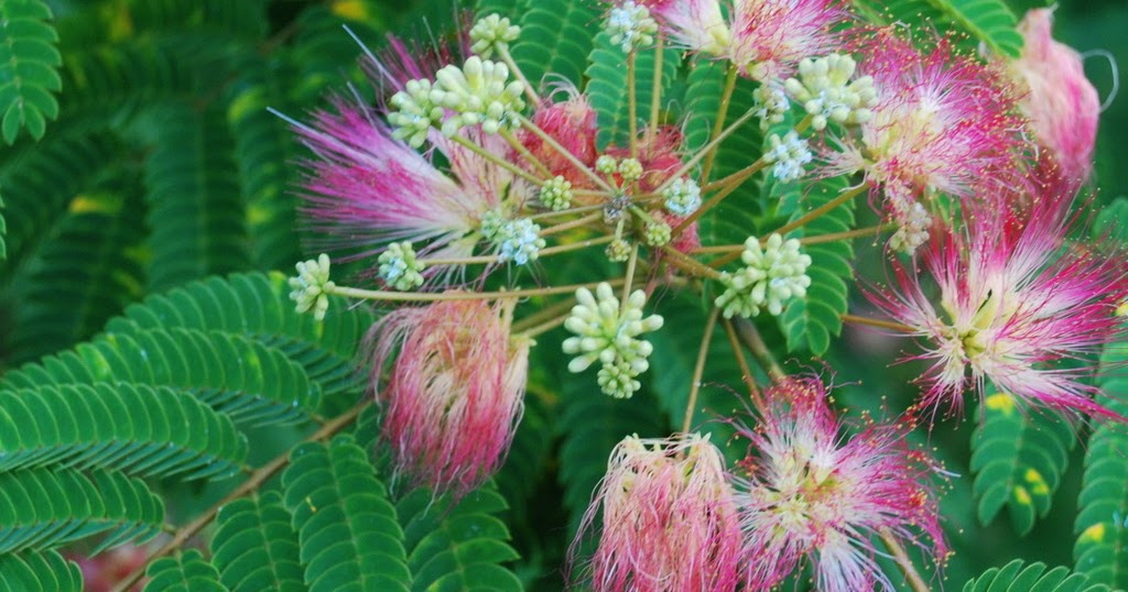 The Flower Pot Mimosa