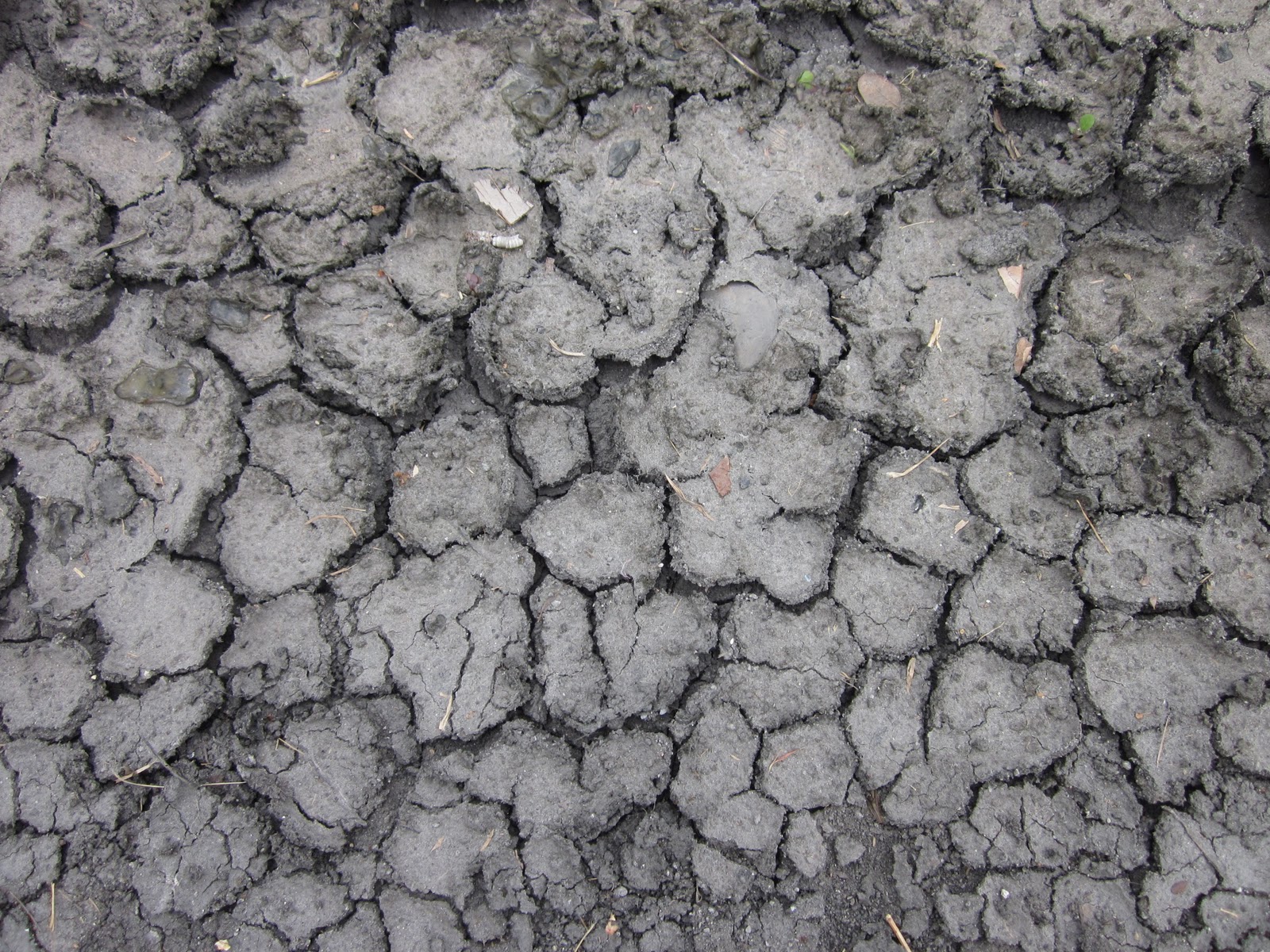 Angahnabihah Texture
