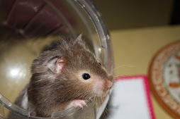 My Hamster "Hermione"