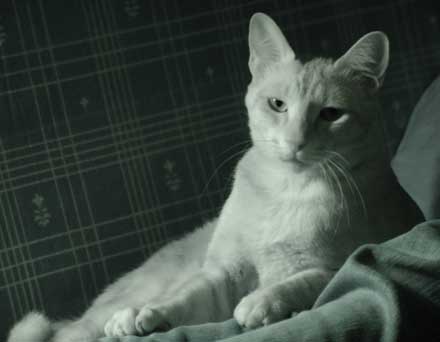 [O+Jacobino_Blog.jpg]