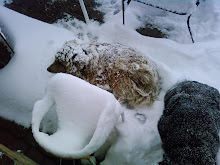 Dogs in the snow, Gypsum, Colorado