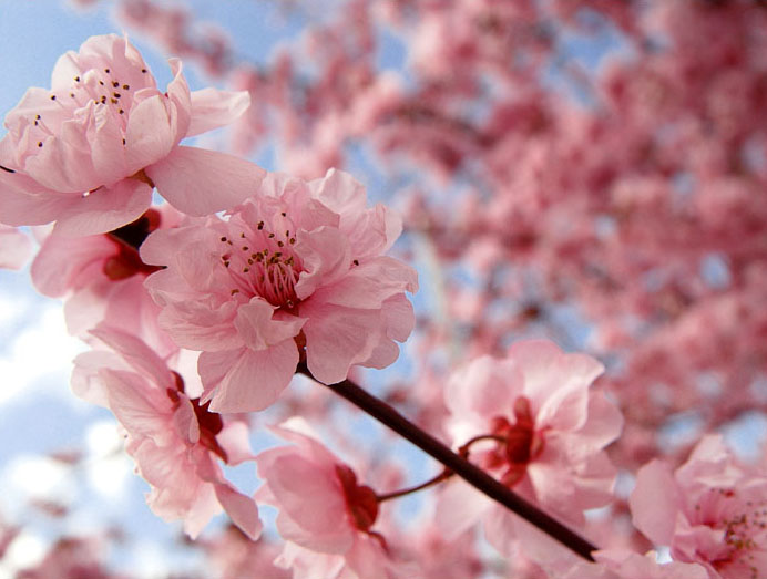 [cherry_blossom_.jpg]