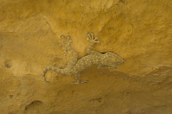 [Lizard near Smakieh, Jordan.JPG]
