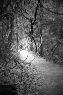 Along the path at Radnor State Park