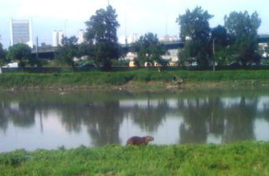 Clique para saber mais sobre capivaras