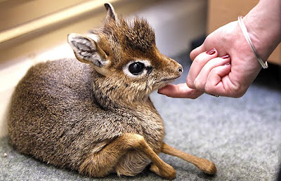 dikdik-skydotcom.jpg