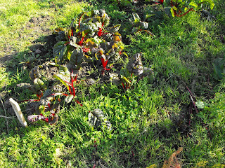 Ruby Chard - bright red stems