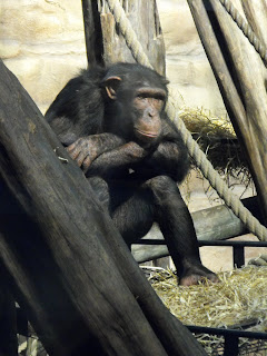 Contemplative Chimpanzee