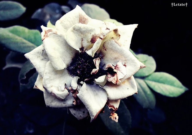 †[Sombre Romantic]†