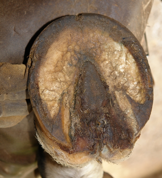 Good Horsekeeping Frog Infections