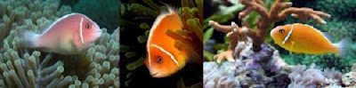 clown fish Amphiprion perideraion