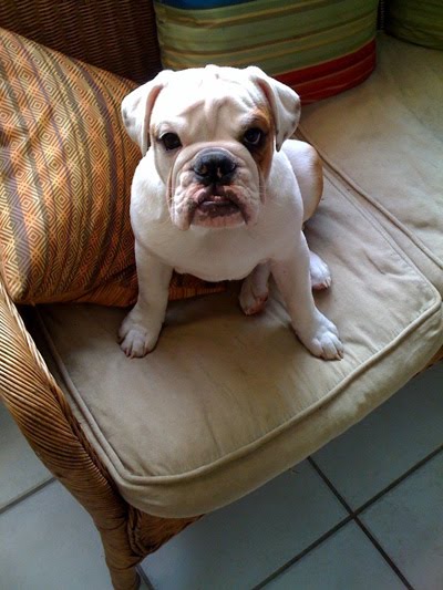 [louie+on+couch.JPG]