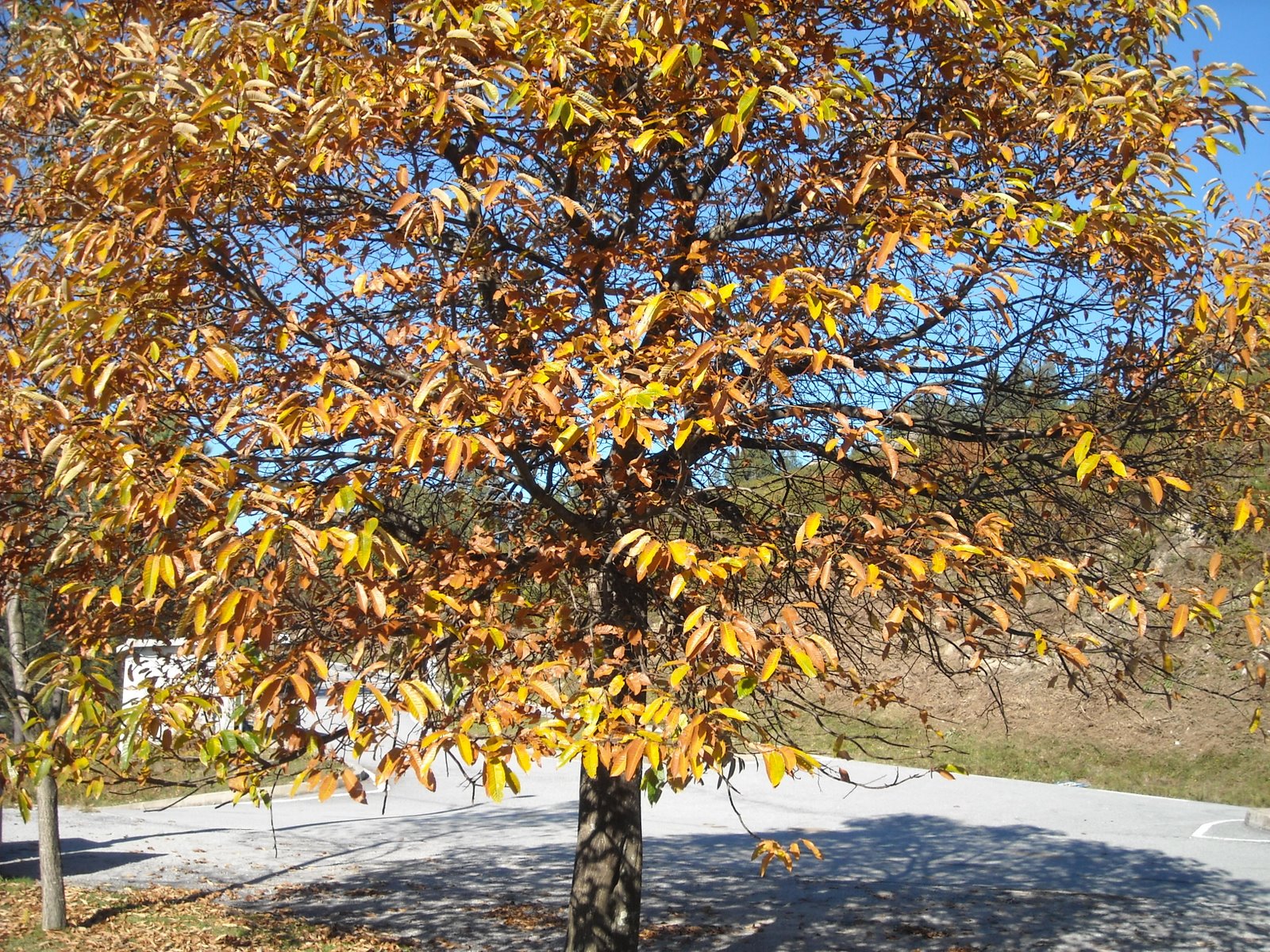 [Rendufe16.11.2008+025.jpg]