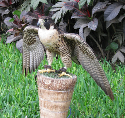 peregrine falcon feathers