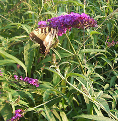 Tiger Swallowtail on Butterfly Bush