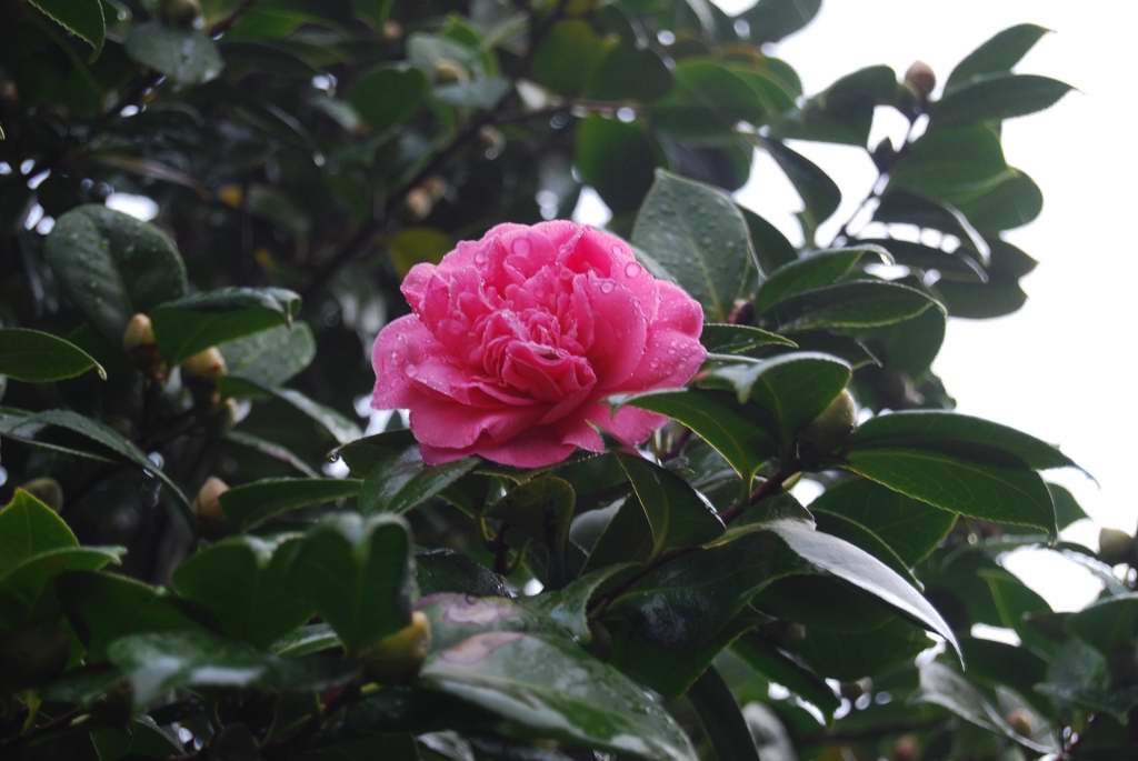 [fuxia2007-11-21.JPG]