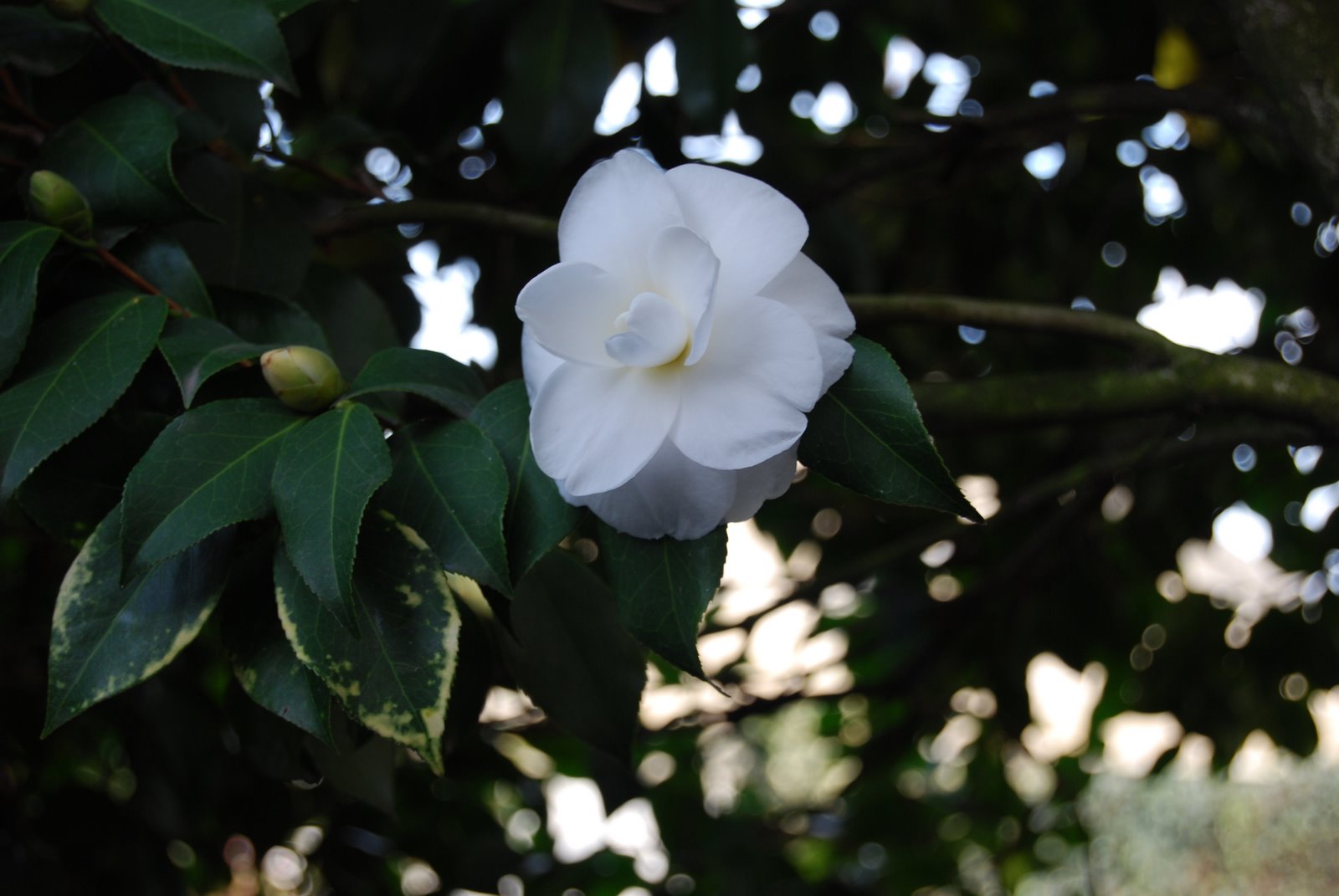 [DSC_0194.JPG]