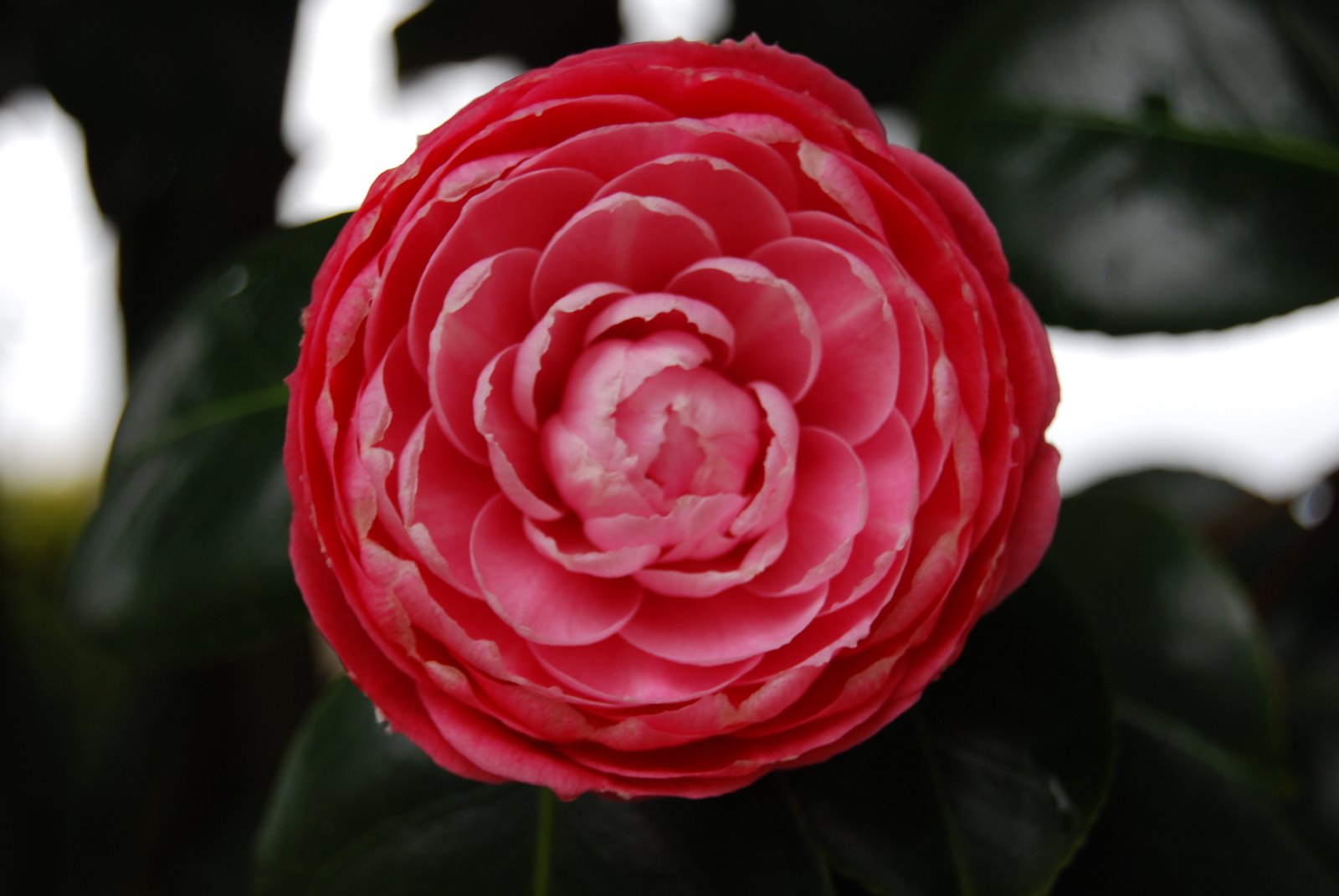 [DSC_0042.JPG]