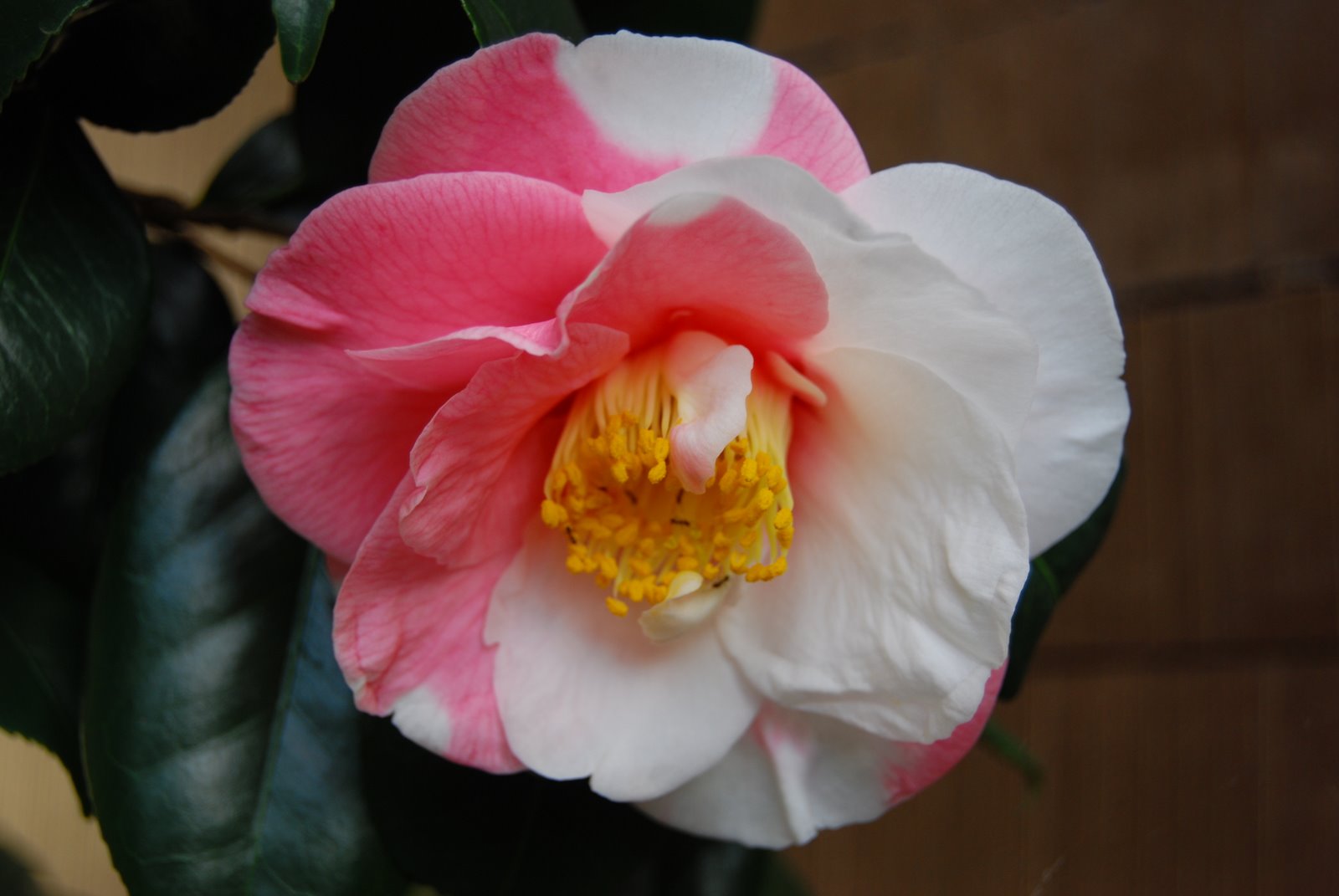 [DSC_0169.JPG]