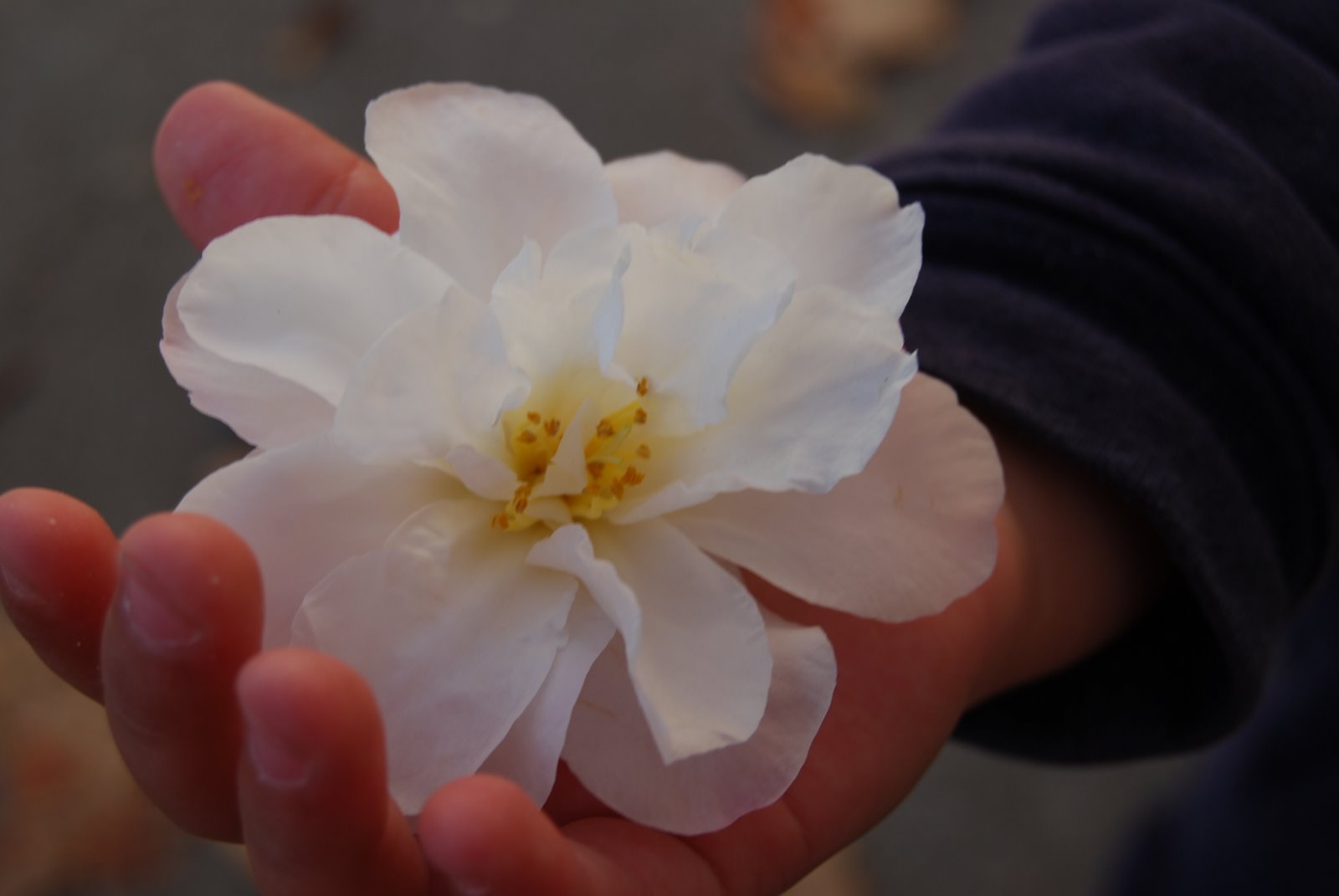 [DSC_0167.JPG]