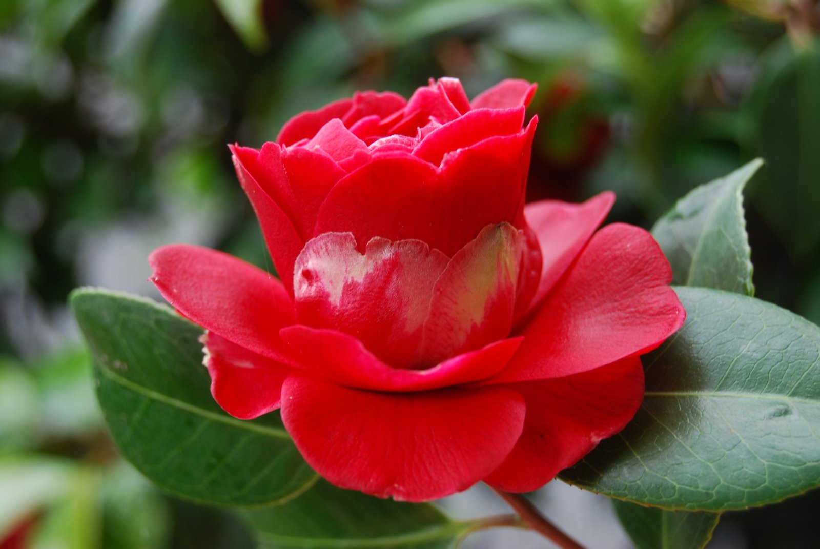 [DSC_0089.JPG]