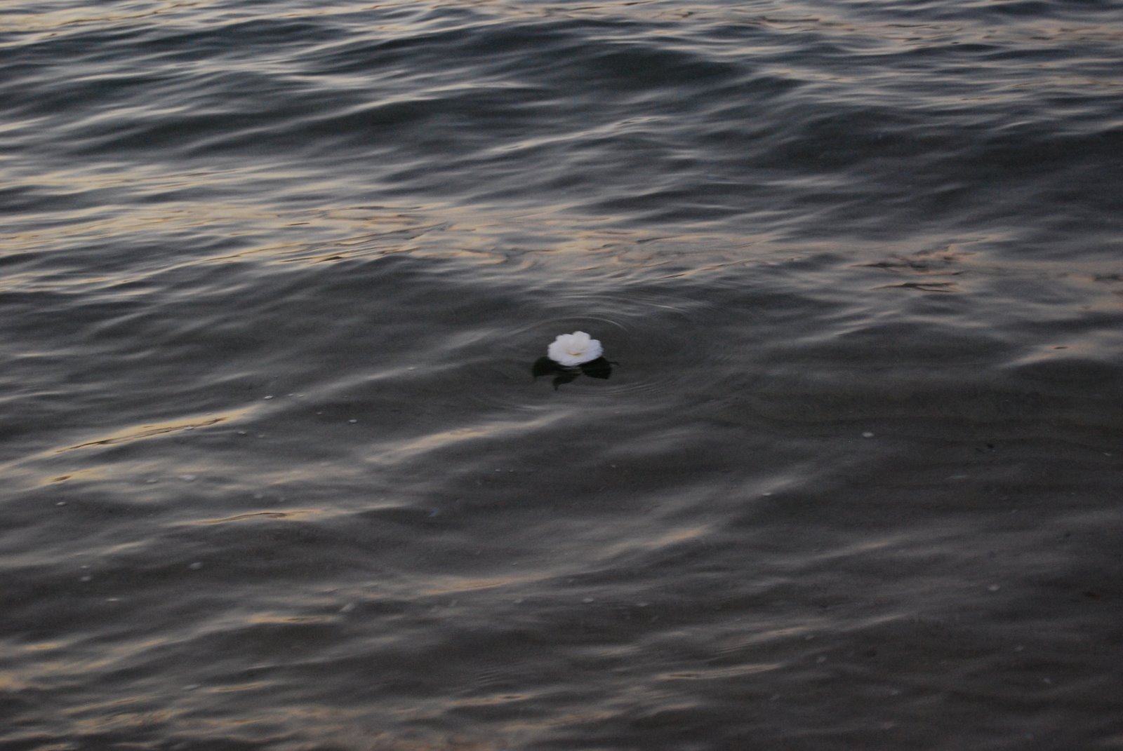 [DSC_0441.JPG]