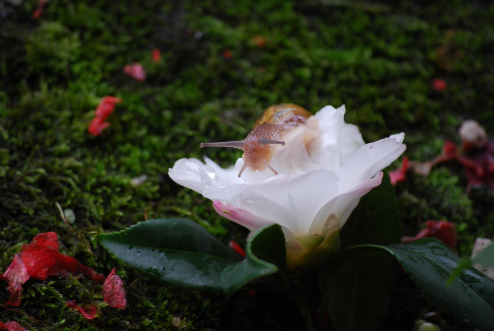 [DSC_1786.JPG]