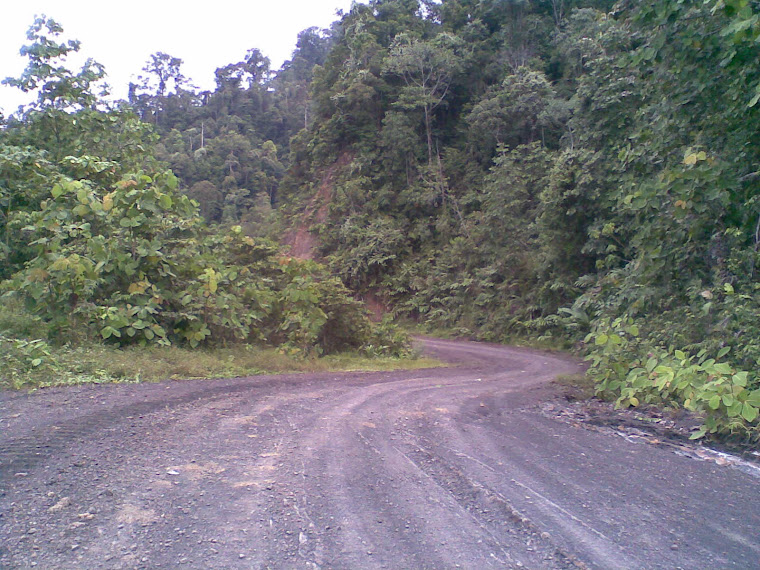 Road used by logging activities